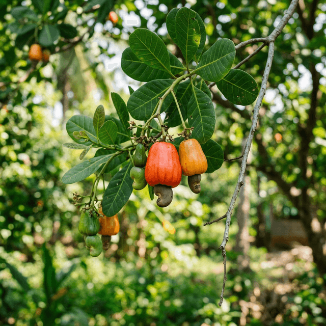 Why Organic Certification Matters for Your Health